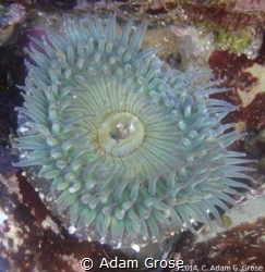 Anemone in a tidepool. La Jolla, CA by Adam Grose 